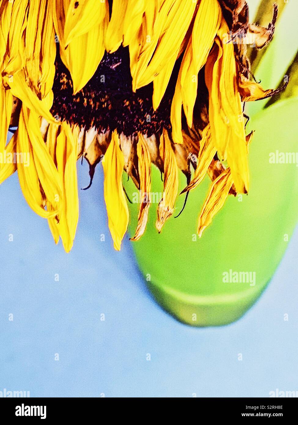 Wilting sunflower in green vase - Smartphone Captured Stock Image