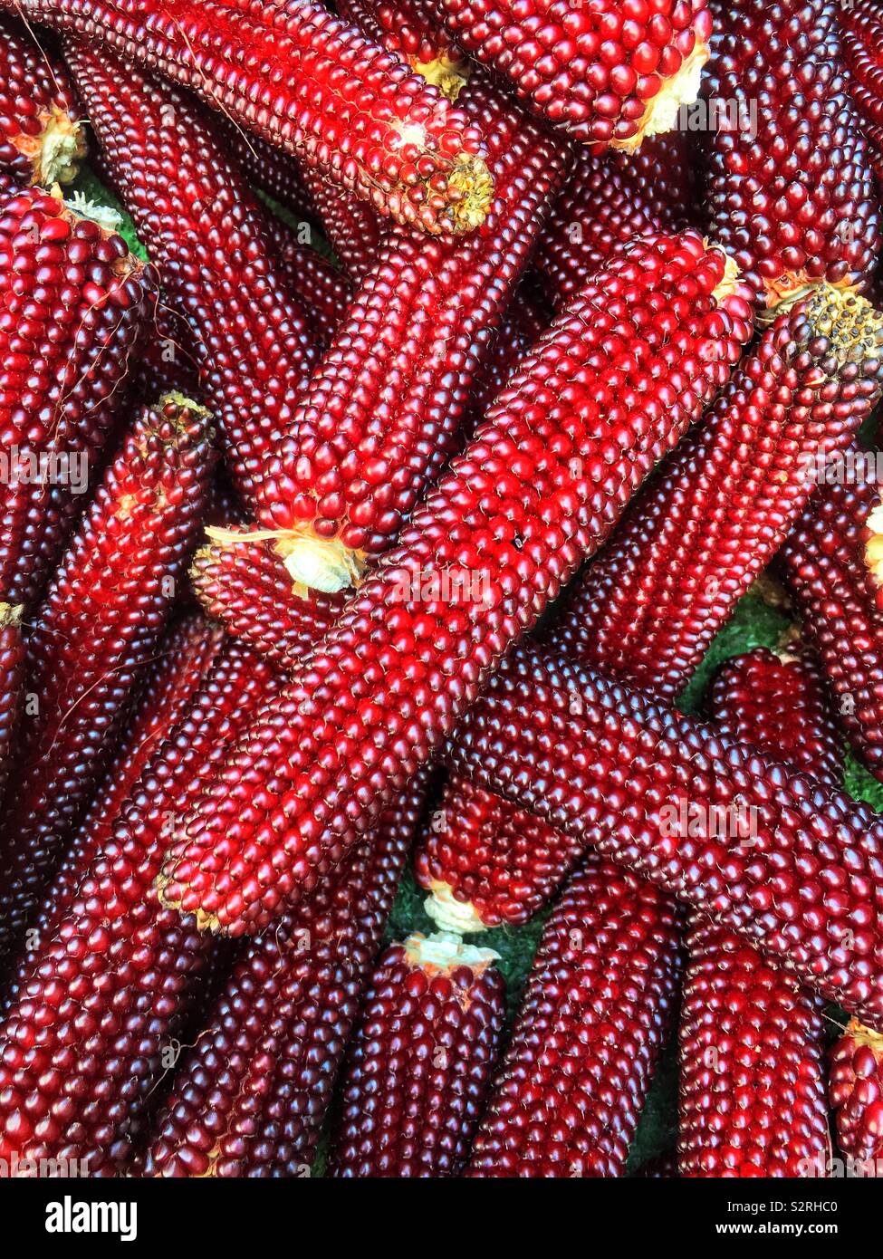 Farm fresh red popping corn on the cob. Stock Photo