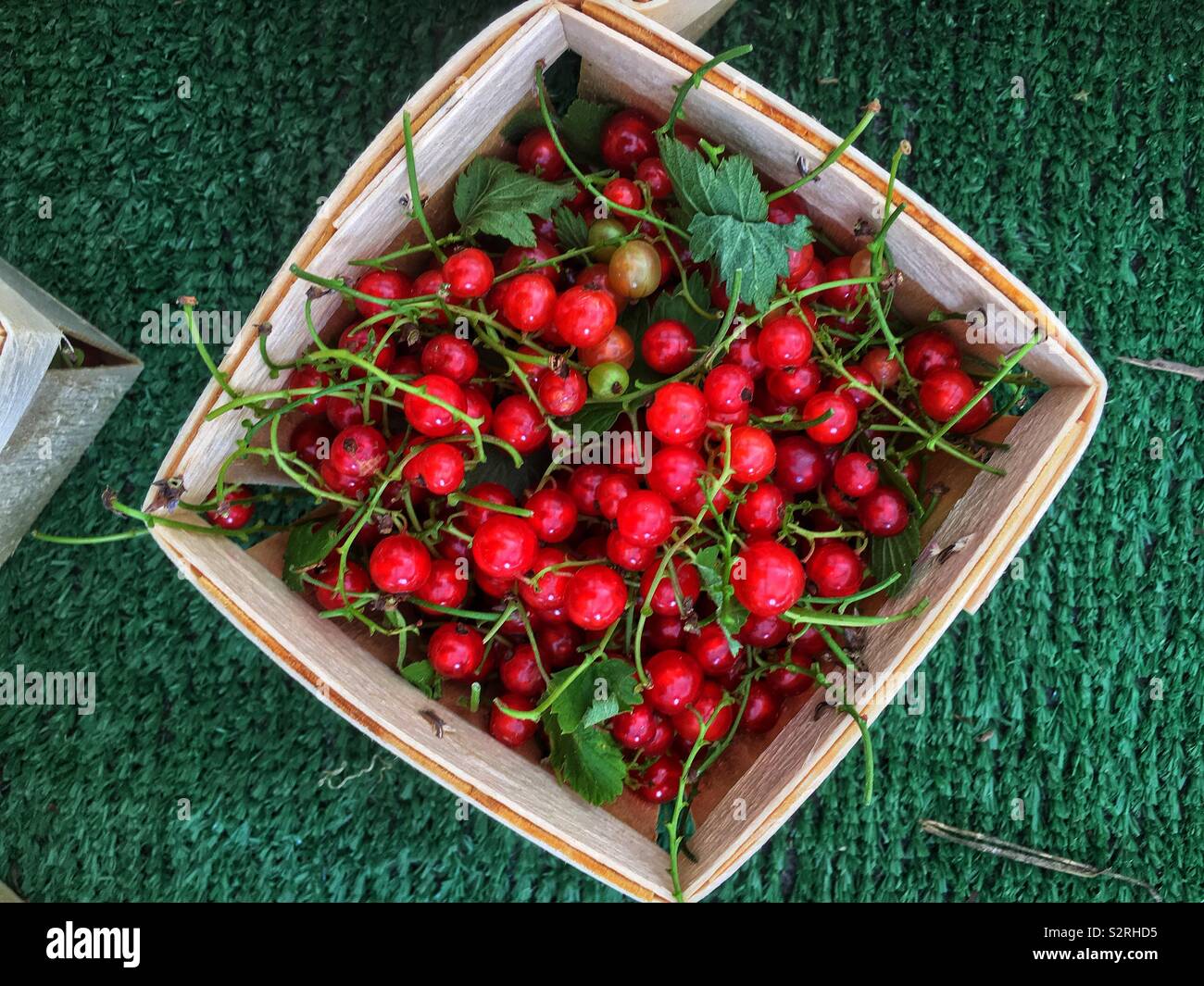 Farm fresh ripe red currants in a basket. Stock Photo
