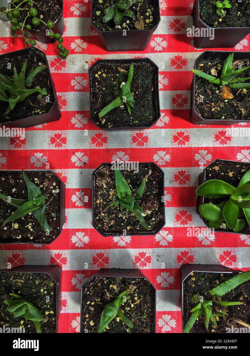Small aloe Vera plants in small plastic containers on display. Stock Photo