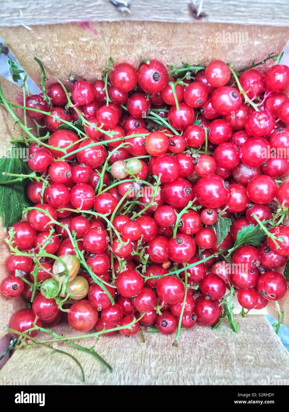 Basket full of farm fresh ripe red currants. Stock Photo