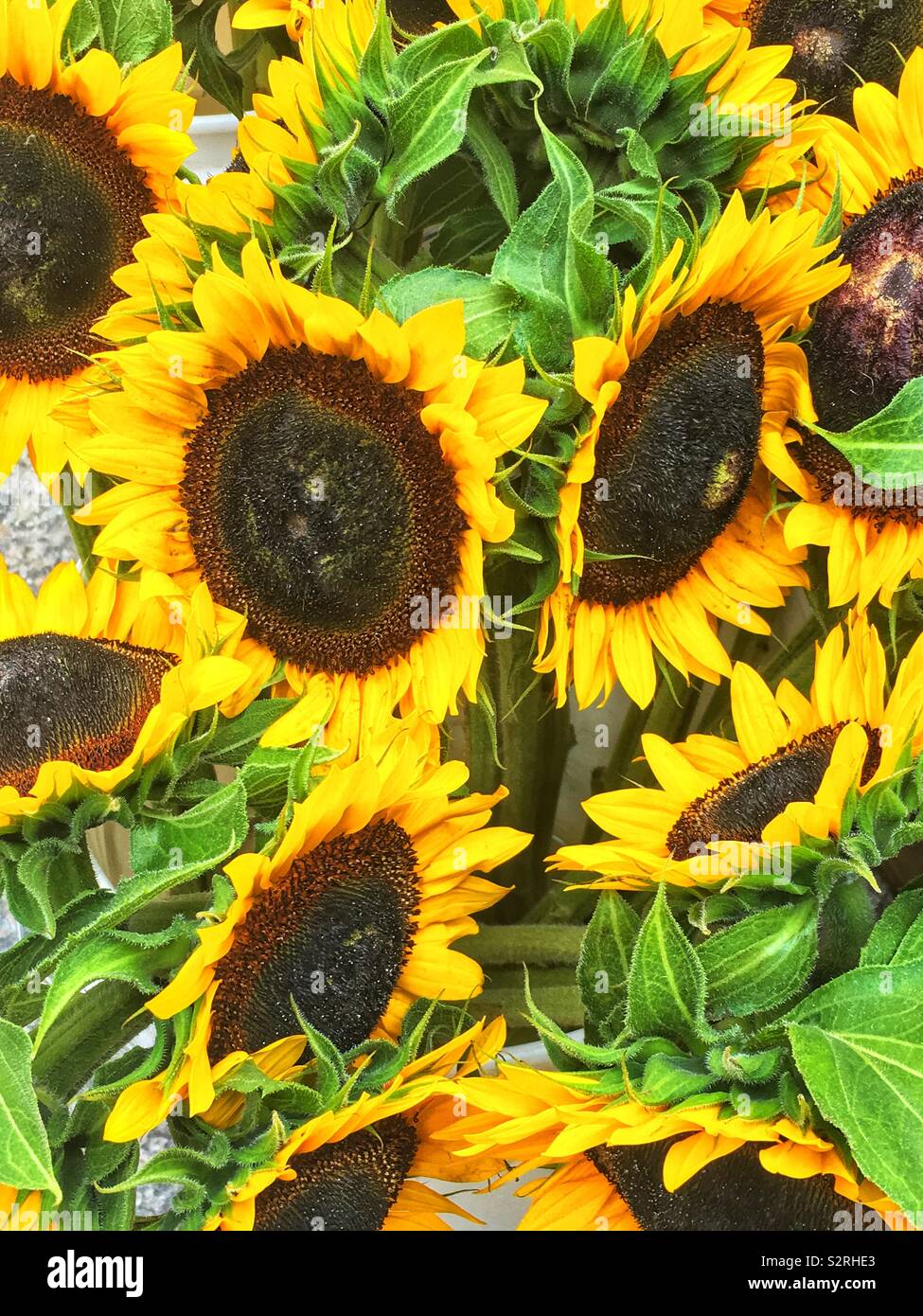 Bouquet of fresh sunflowers in full bloom Stock Photo Alamy