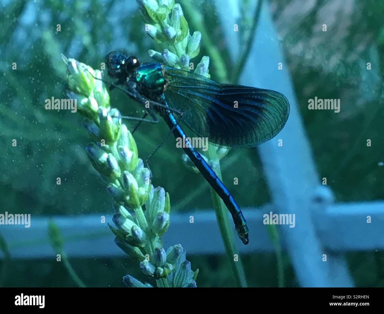 Damselfly on Lavender - Smartphone Captured Stock Image