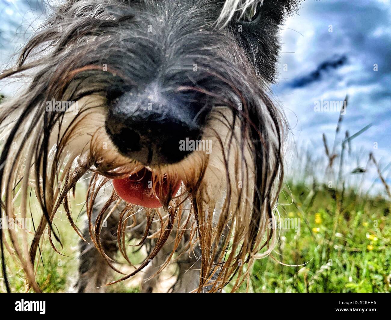 Wet schnauzer store