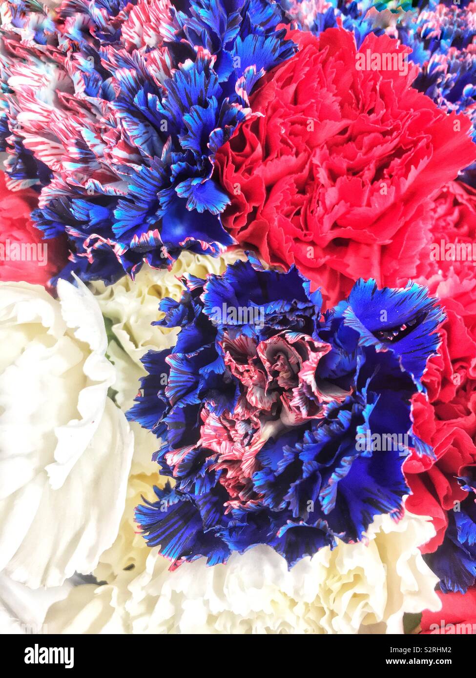 Fragrant bouquet of colorful summer blossoms including red, white, and blue carnations in time for celebrating the Fourth of July Holiday. - Smartphone Captured Stock Image