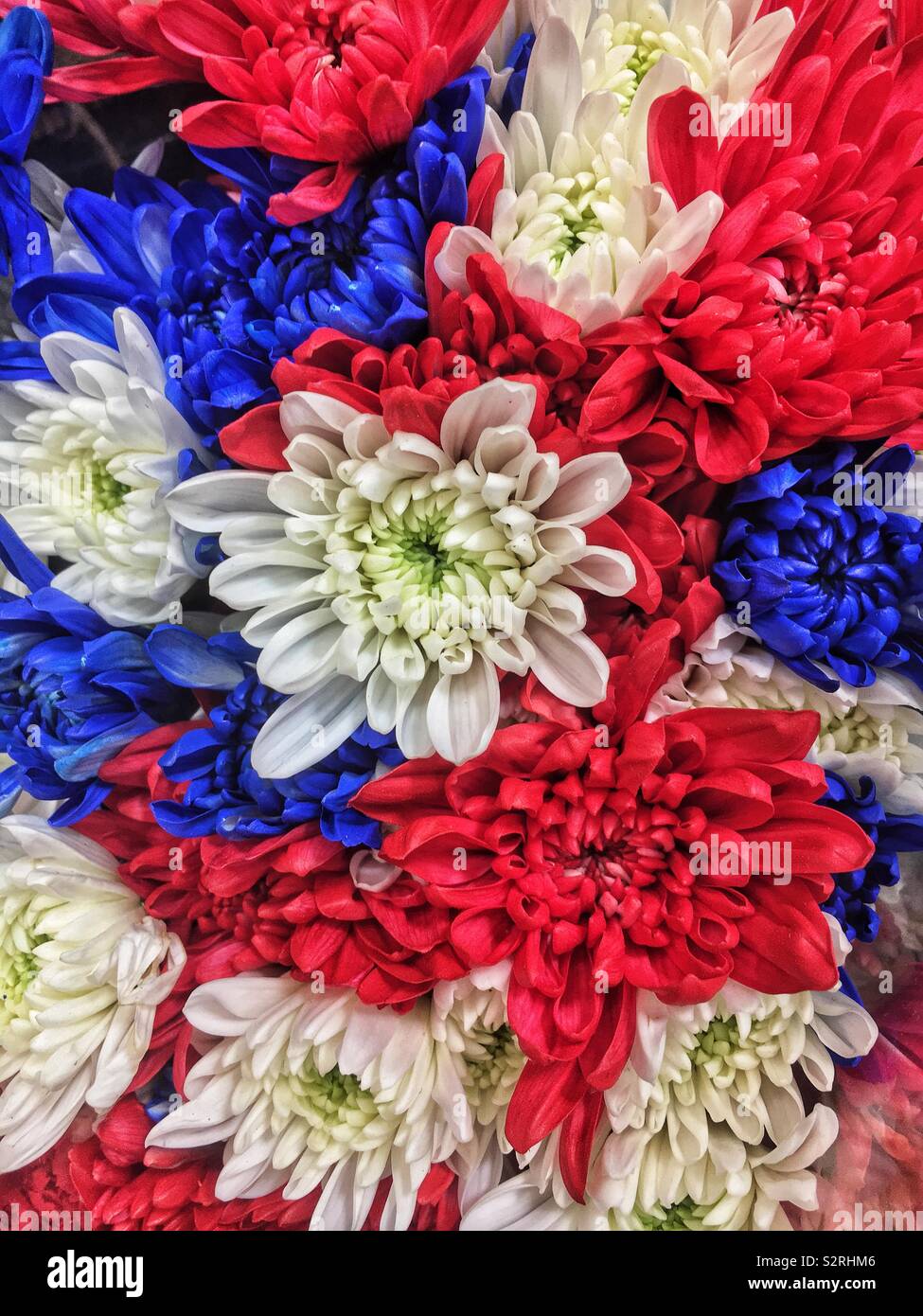 Fragrant bouquet of colorful summer blossoms including red, white, and blue chrysanthemums in time for celebrating the Fourth of July Holiday. - Smartphone Captured Stock Image