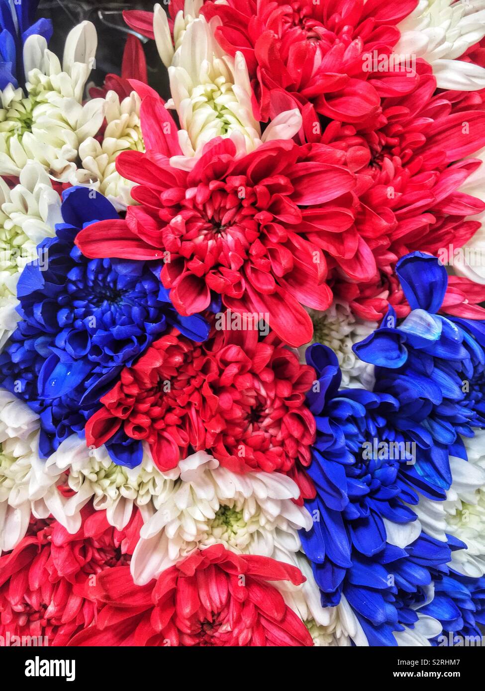 Fragrant bouquet of colorful summer blossoms including red, white, and blue chrysanthemums in time for celebrating the Fourth of July Holiday. - Smartphone Captured Stock Image