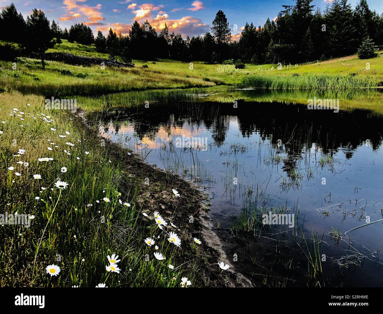 Reflection of clouds and trees in pond outside Lenore, Idaho after sunset in early evening  during summer. - Smartphone Captured Stock Image