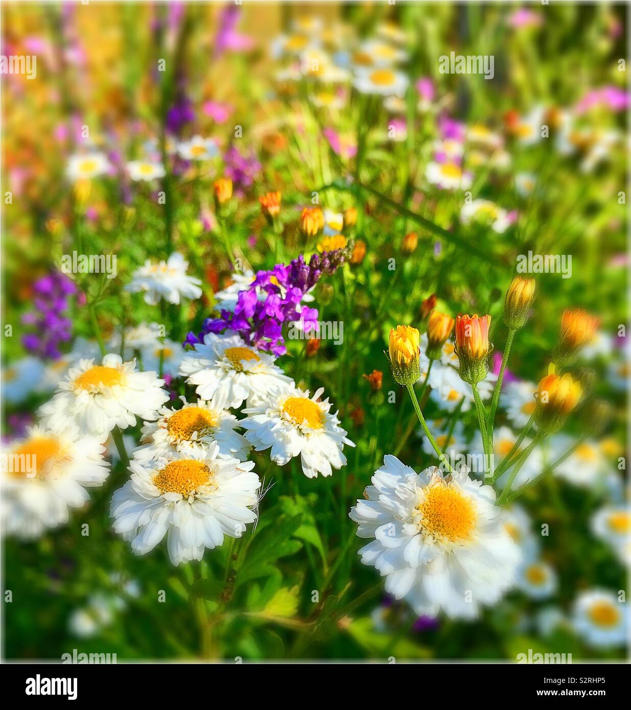 English Wildflowers Stock Photo 311534781 Alamy - 