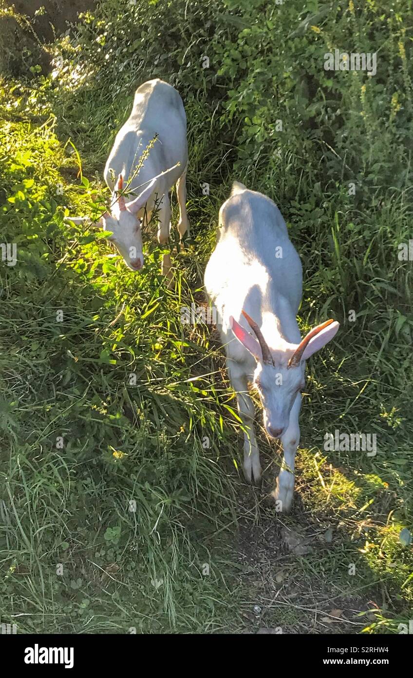 Street goats Purdown - Smartphone Captured Stock Image