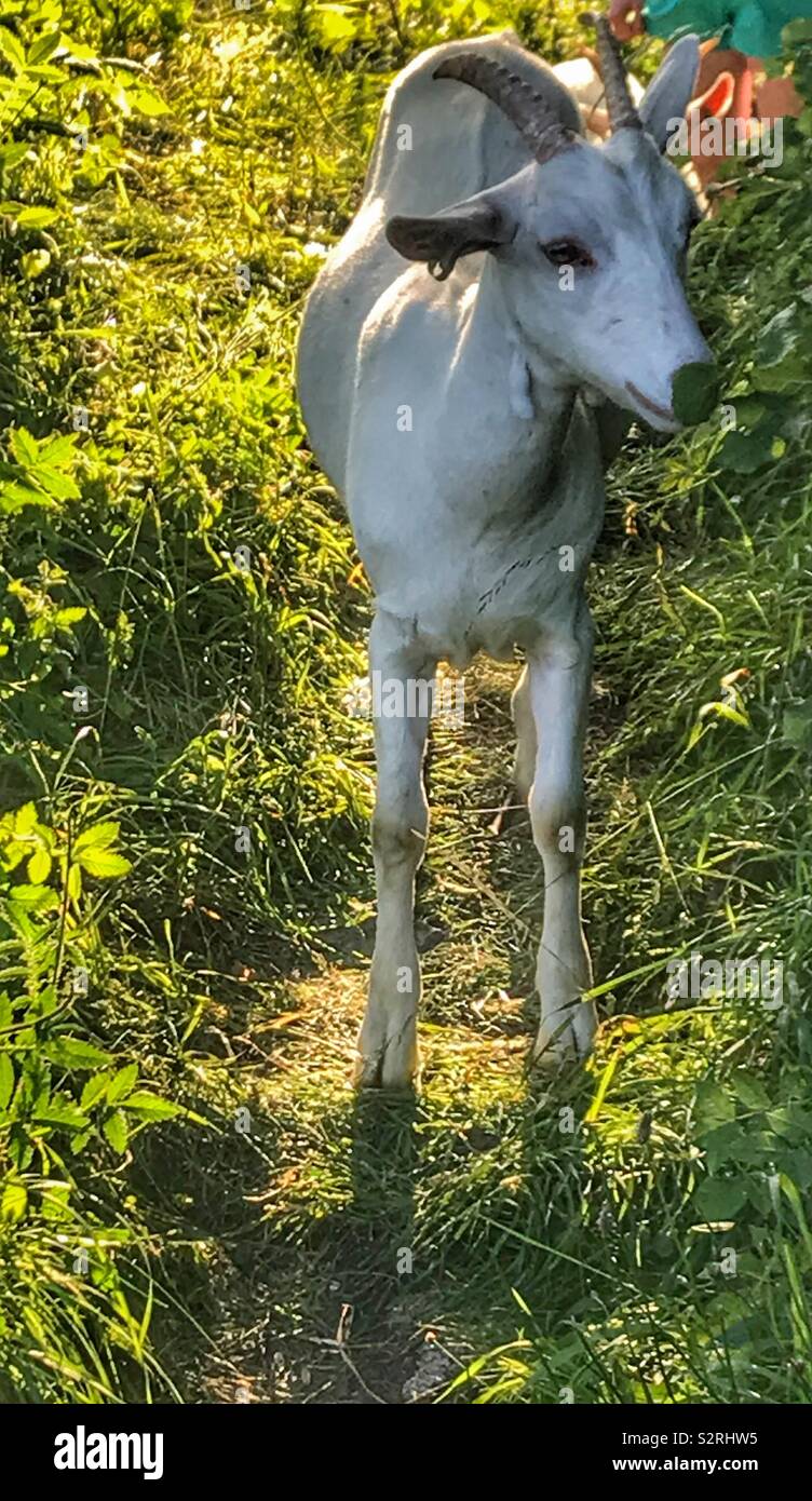 Street goats Purdown - Smartphone Captured Stock Image