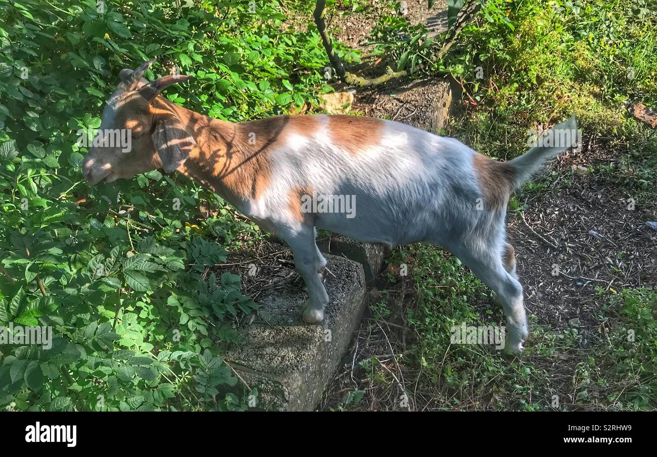 Street goats Purdown Stock Photo