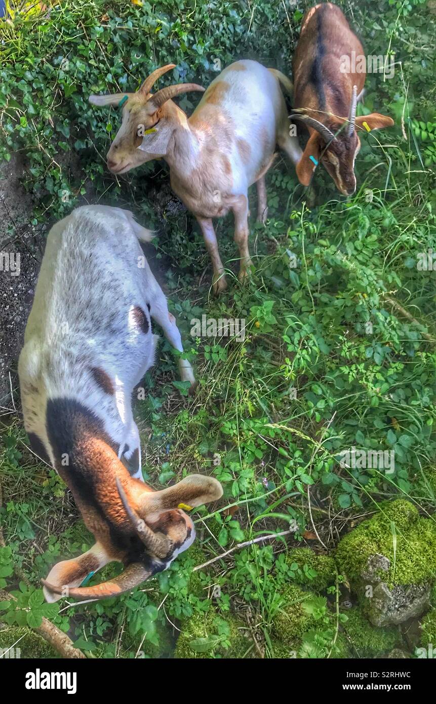 Street goats bristol - Smartphone Captured Stock Image