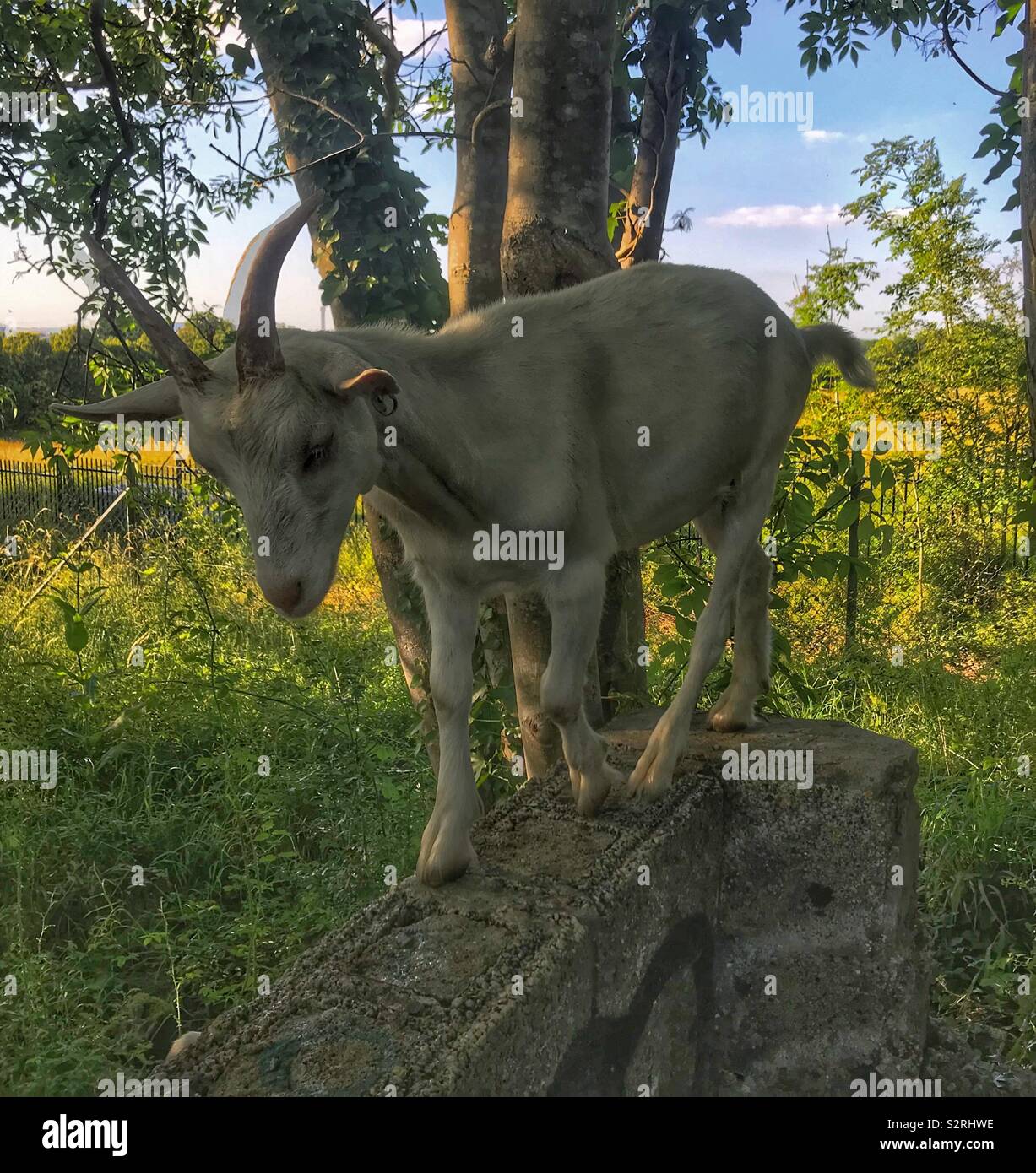 Street goats bristol - Smartphone Captured Stock Image