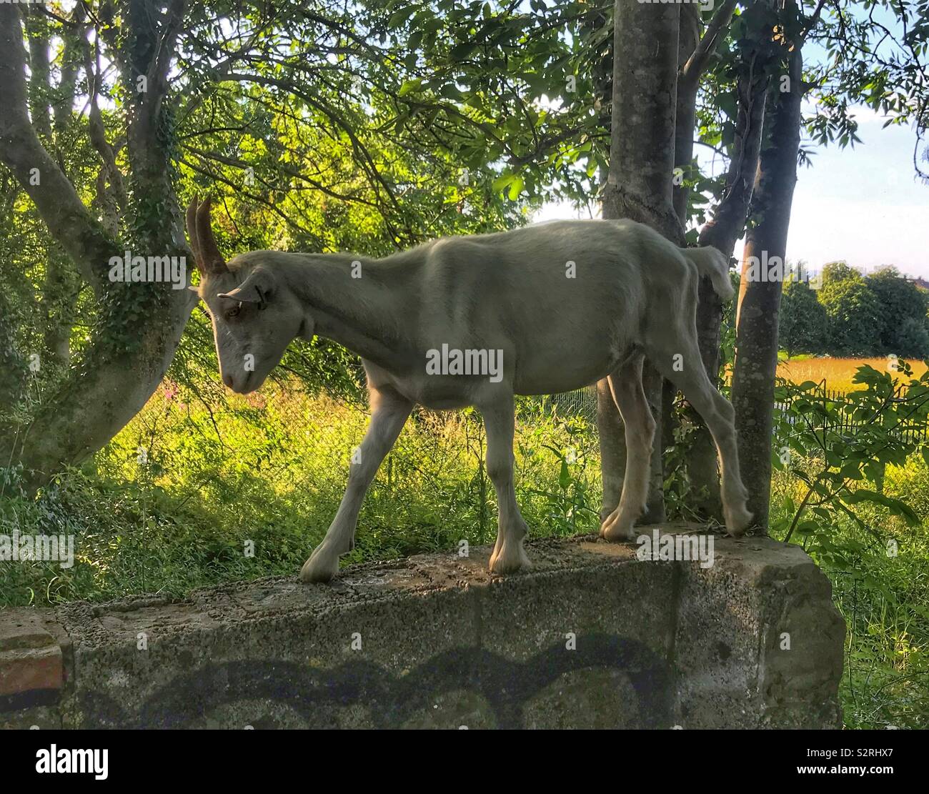 Street goats bristol - Smartphone Captured Stock Image