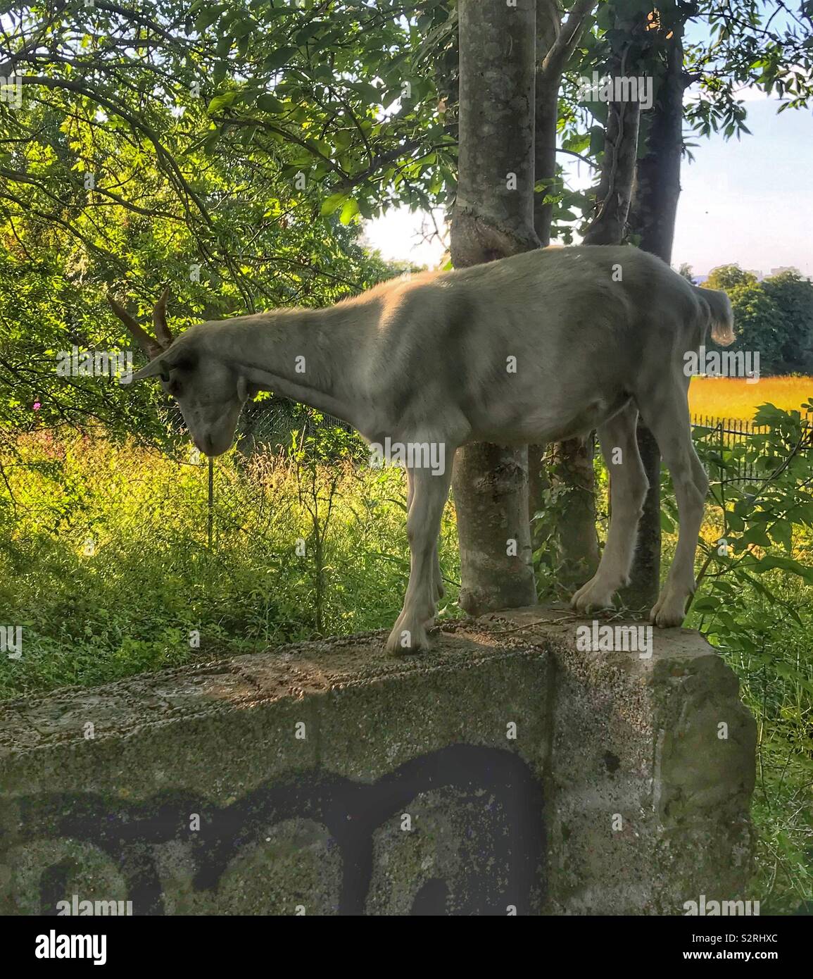 Street goats bristol - Smartphone Captured Stock Image