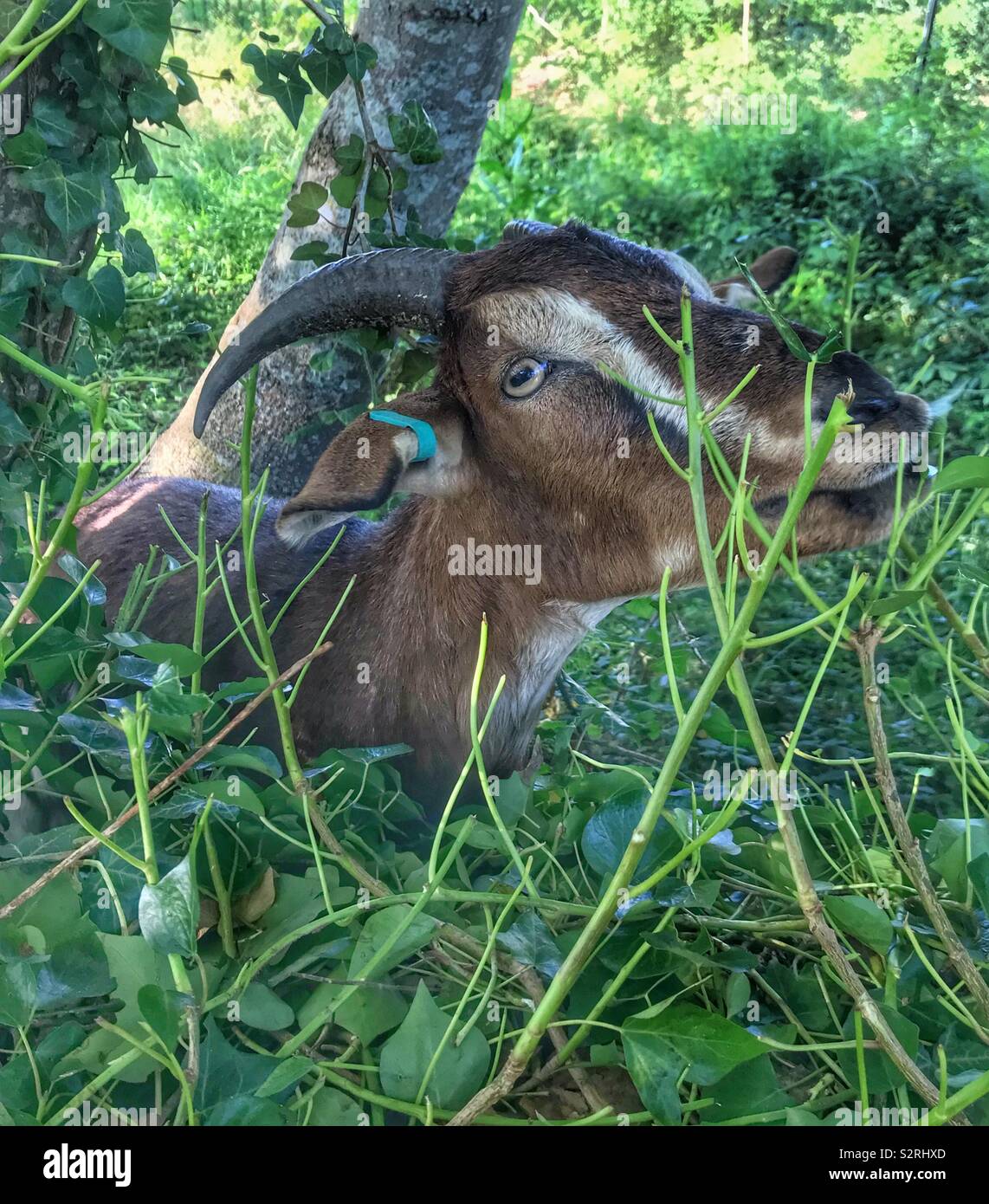 Street goats bristol - Smartphone Captured Stock Image