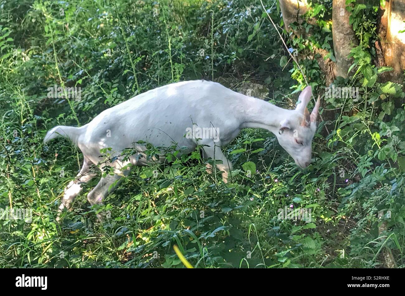 Street goats bristol - Smartphone Captured Stock Image