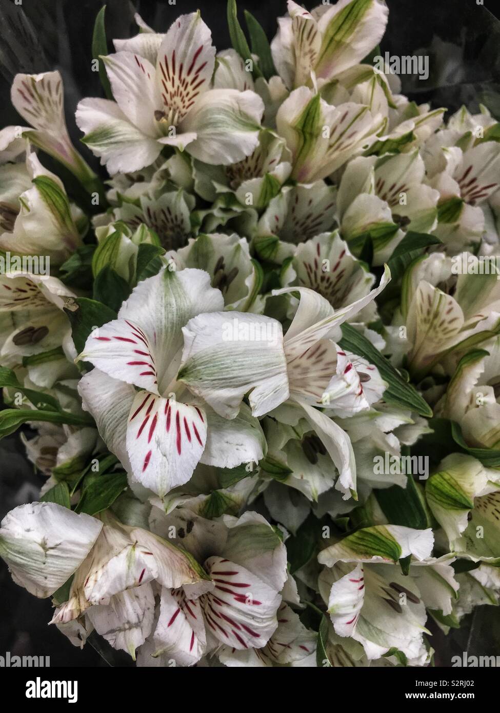 Beautiful bouquet of fresh white crocus flowers with small red stripes. Stock Photo