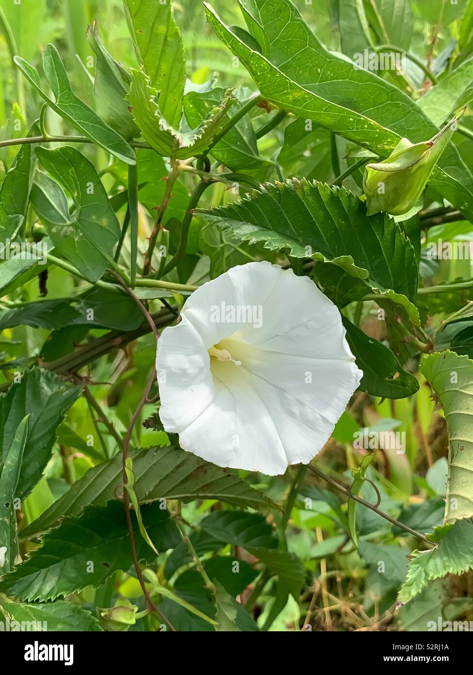 Beautiful white wild petunia growing in a field of plants Stock Photo