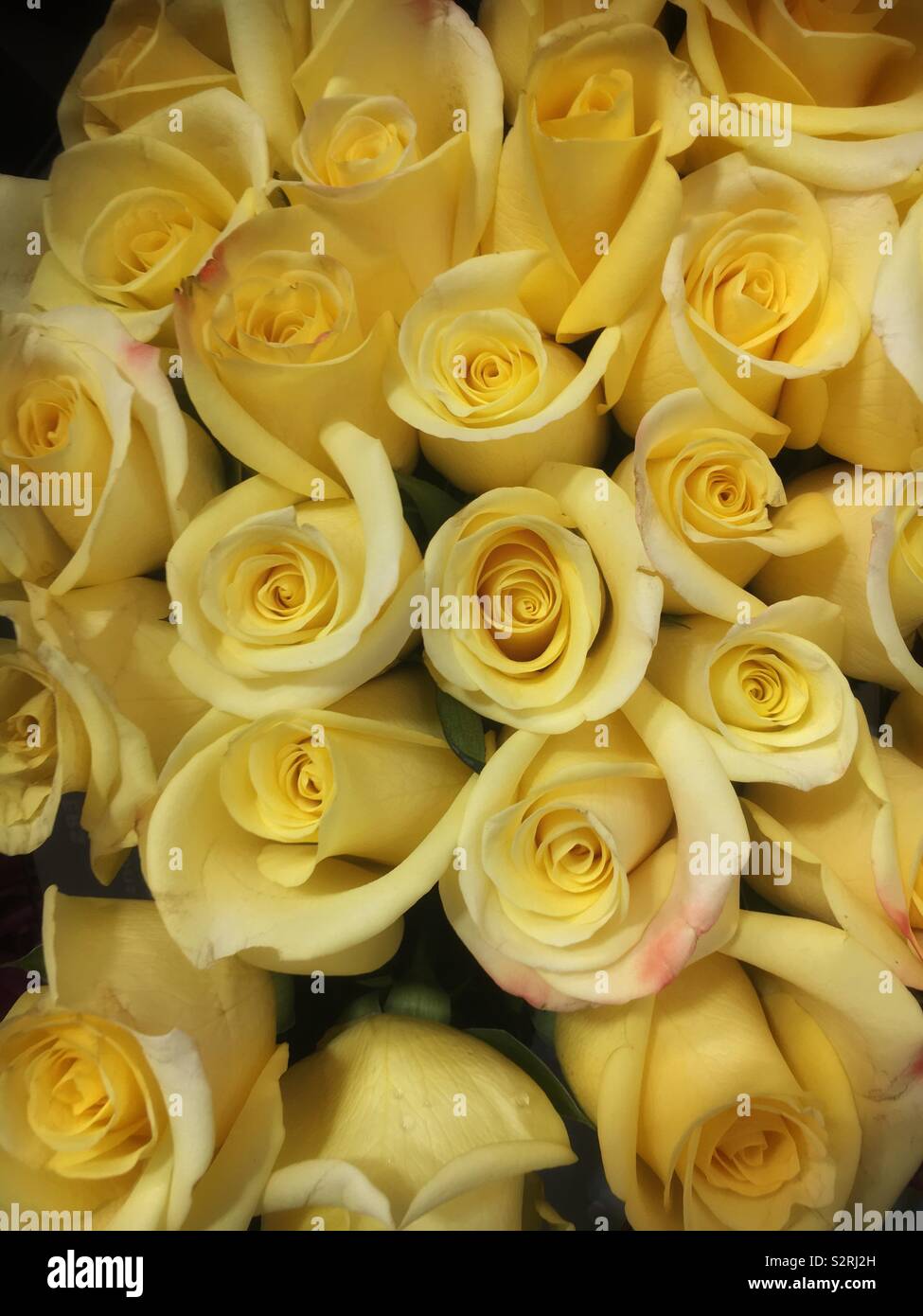 Beautiful bouquet of fresh white roses. Stock Photo
