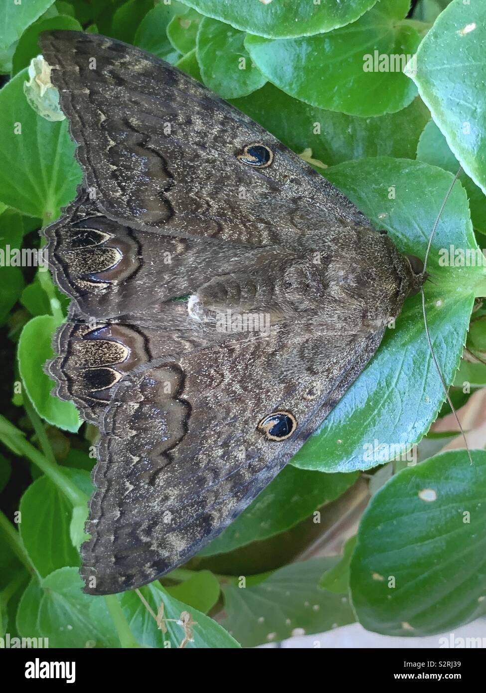 Closeup of giant moth on green plant - Smartphone Captured Stock Image