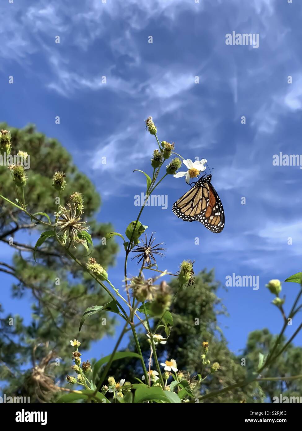 Monarch butterfly hanging on daisy plant with blue sky background Stock Photo