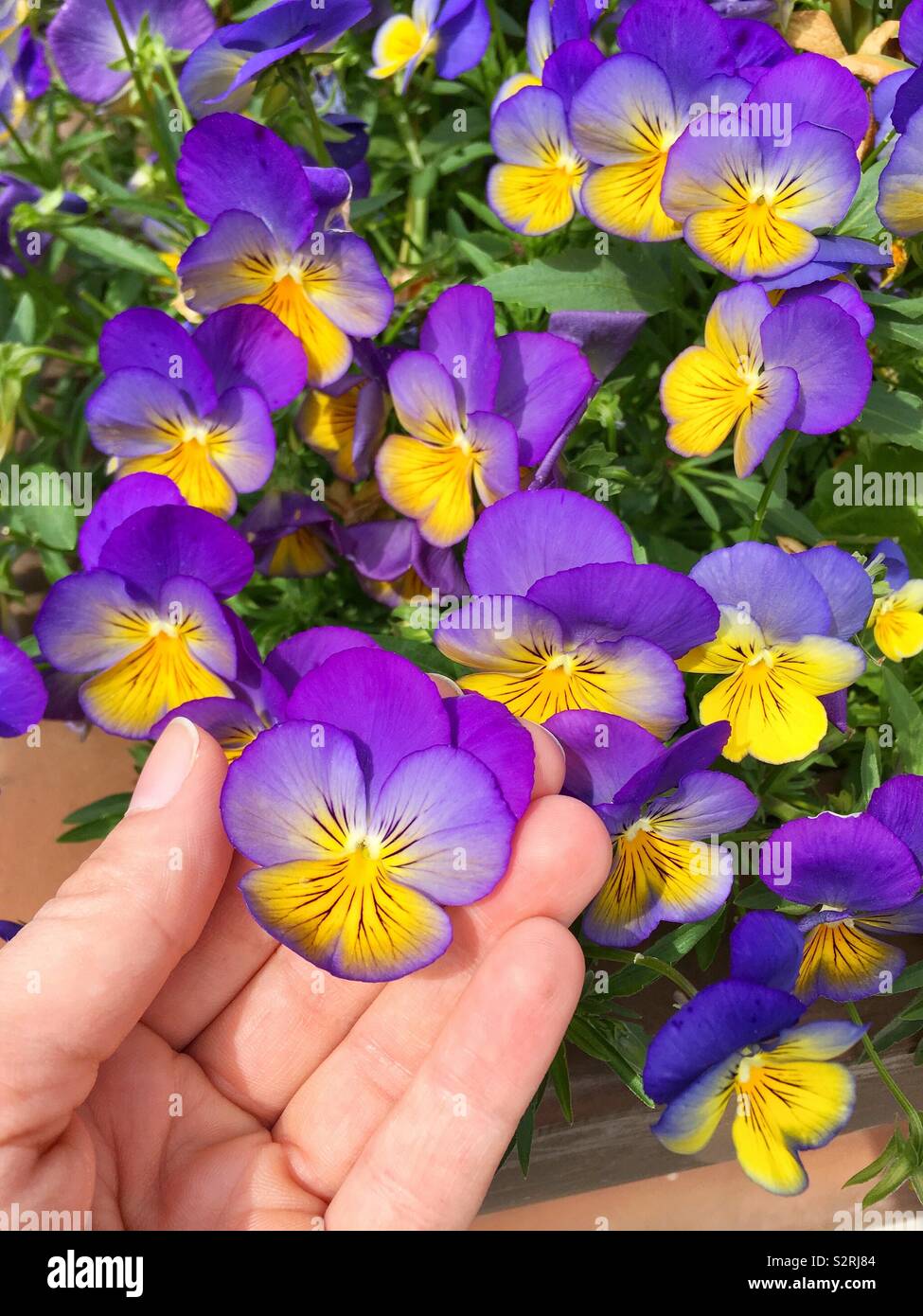 Woman’s hand holding Multi-colored perennial violas (celestial northern lights variety) - Smartphone Captured Stock Image