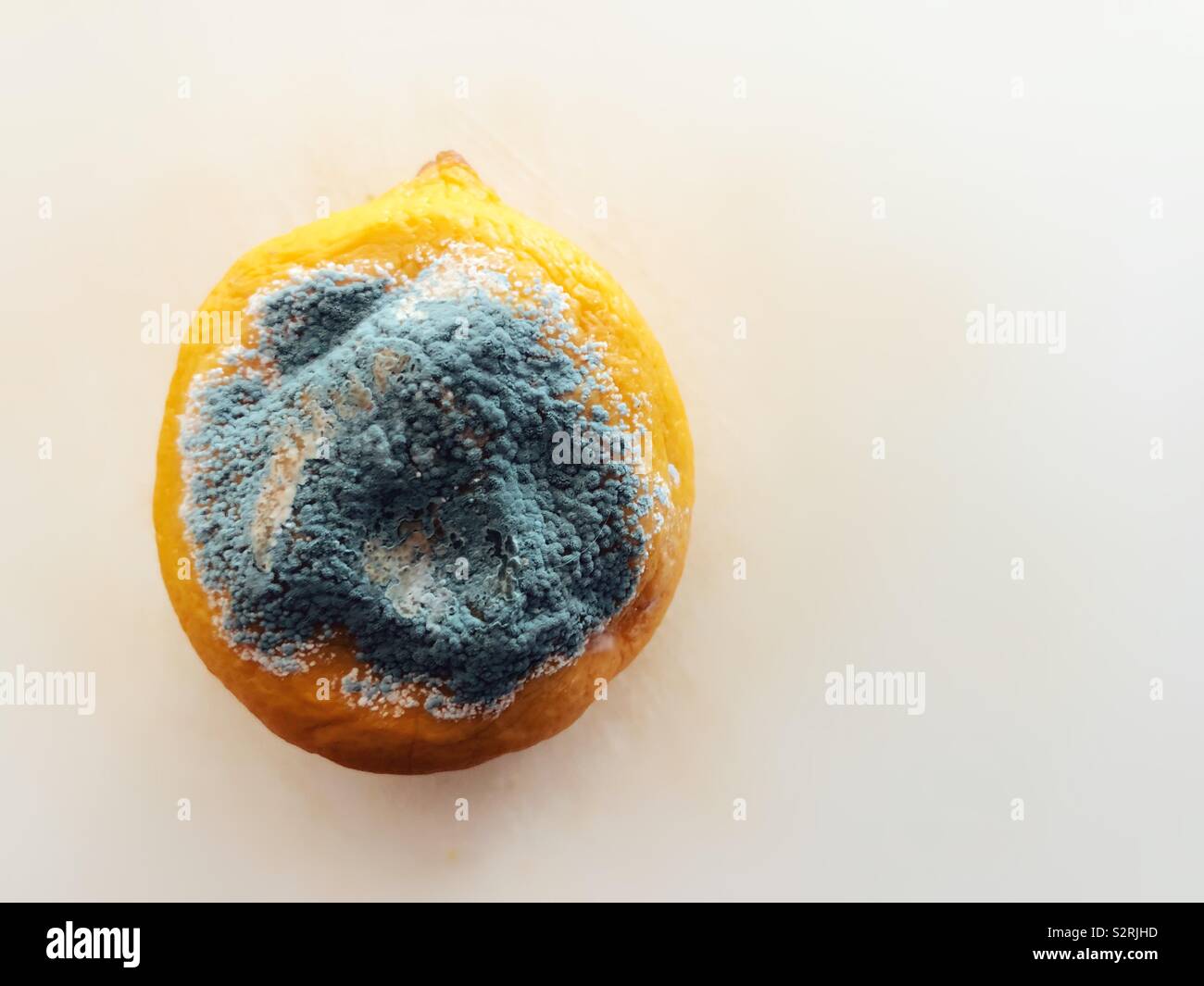 Lemon covered in blue/grey mould on white background - Smartphone Captured Stock Image