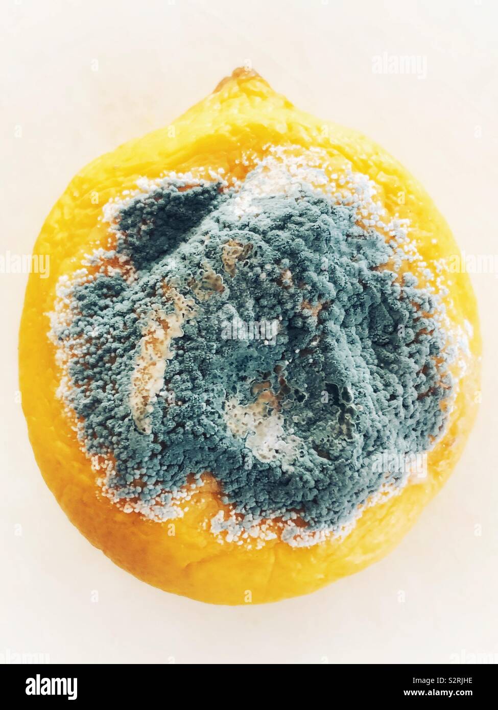 Closeup of rotten lemon covered in mould - Smartphone Captured Stock Image