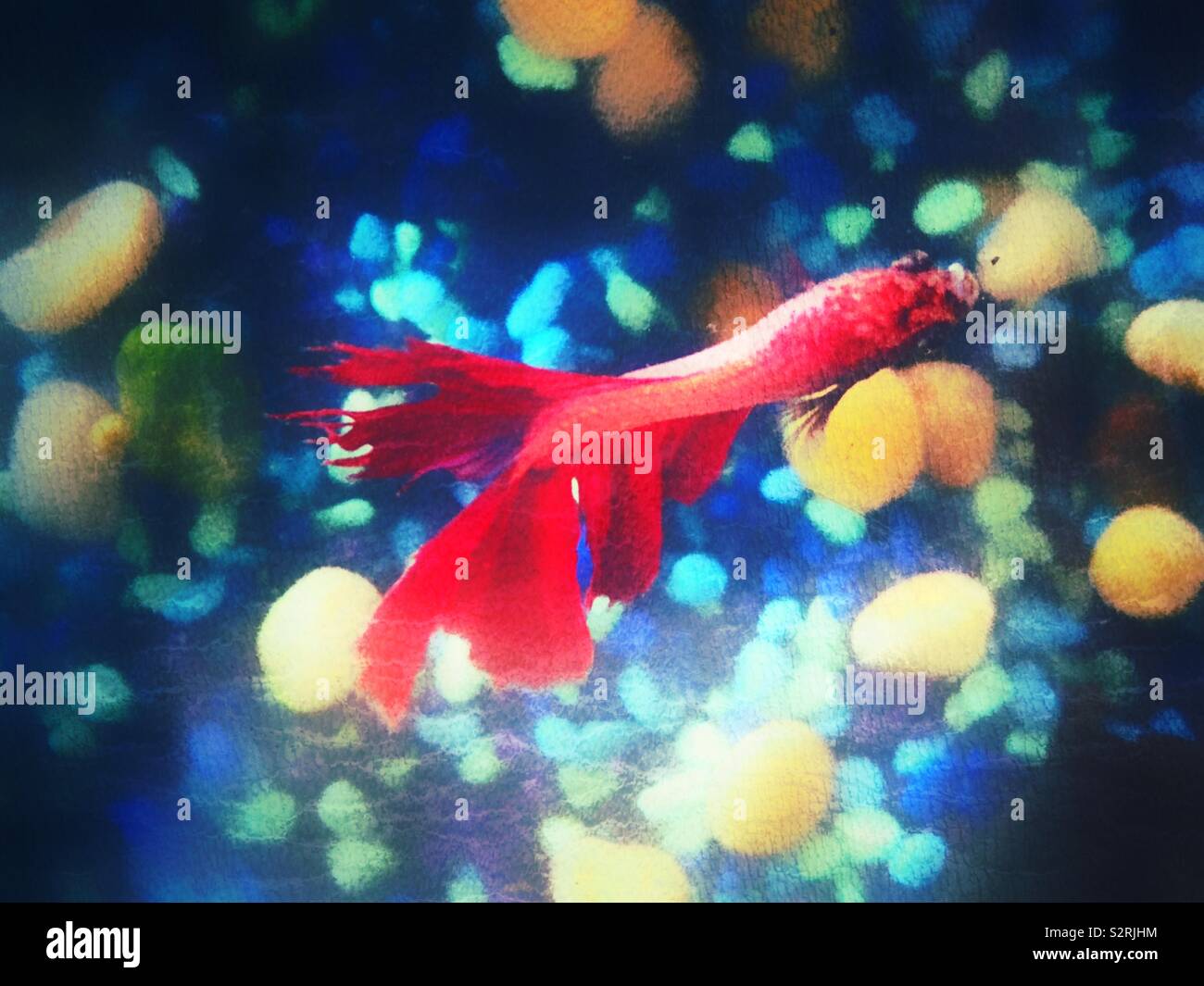 Textured image from above of red Betta fish - Smartphone Captured Stock Image