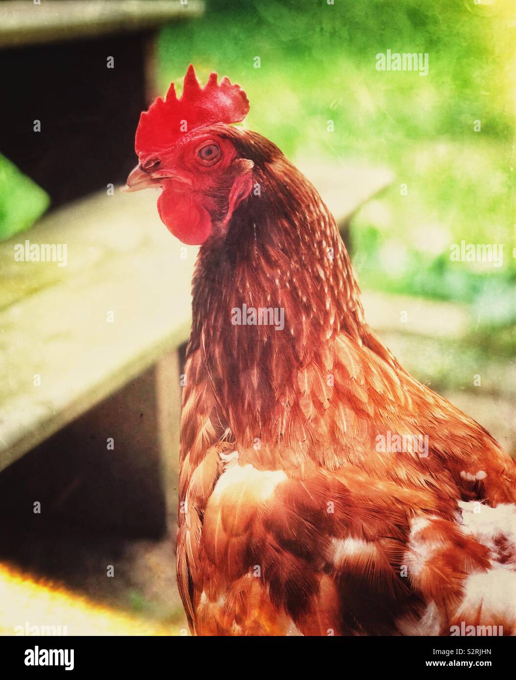 Portrait of a Rhode Island Red chicken - Smartphone Captured Stock Image