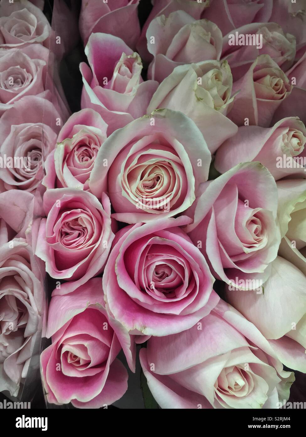 Beautiful bouquet of fresh pink roses with white accents in full bloom. Stock Photo