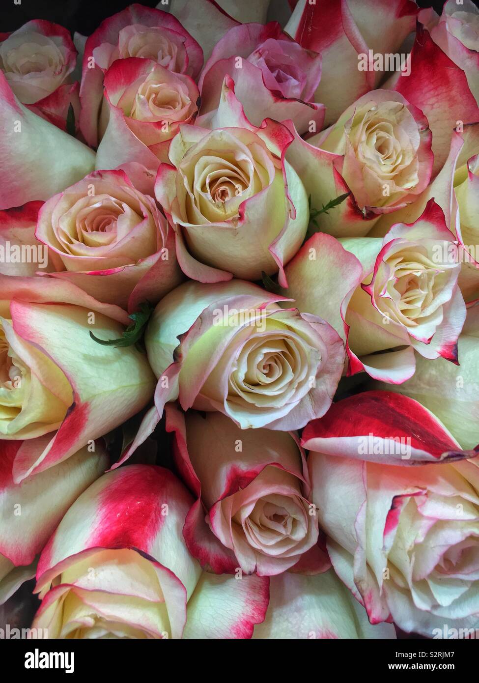 Beautiful bouquet of fresh white roses with deep pink accents Stock