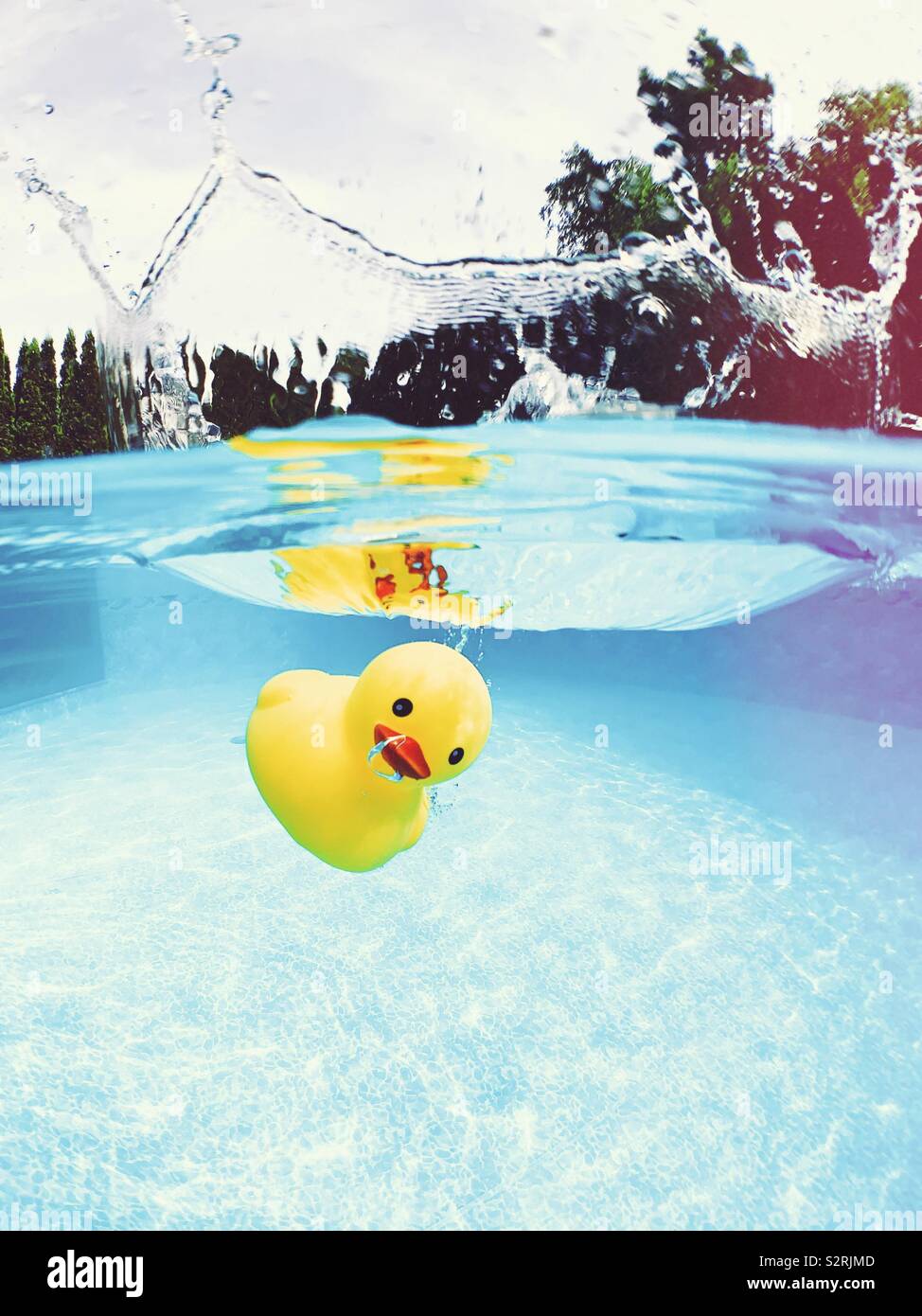 Yellow rubber ducky under water after plunging into swimming pool. Stock Photo