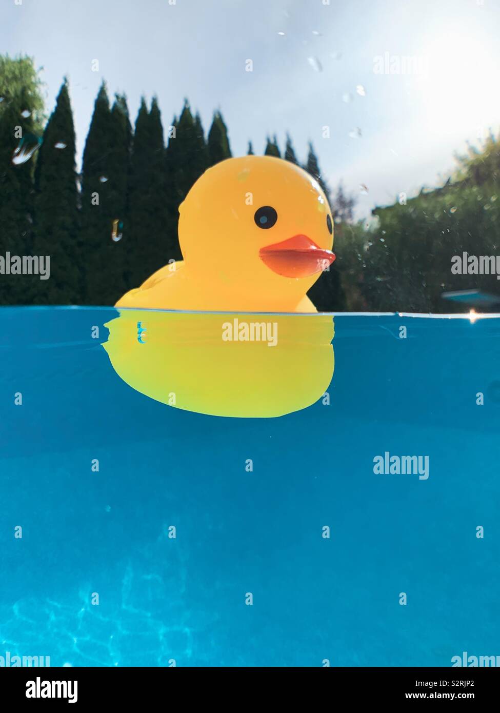 Yellow toy rubber duck floating on water in an outdoor swimming pool with over under water perspective. - Smartphone Captured Stock Image