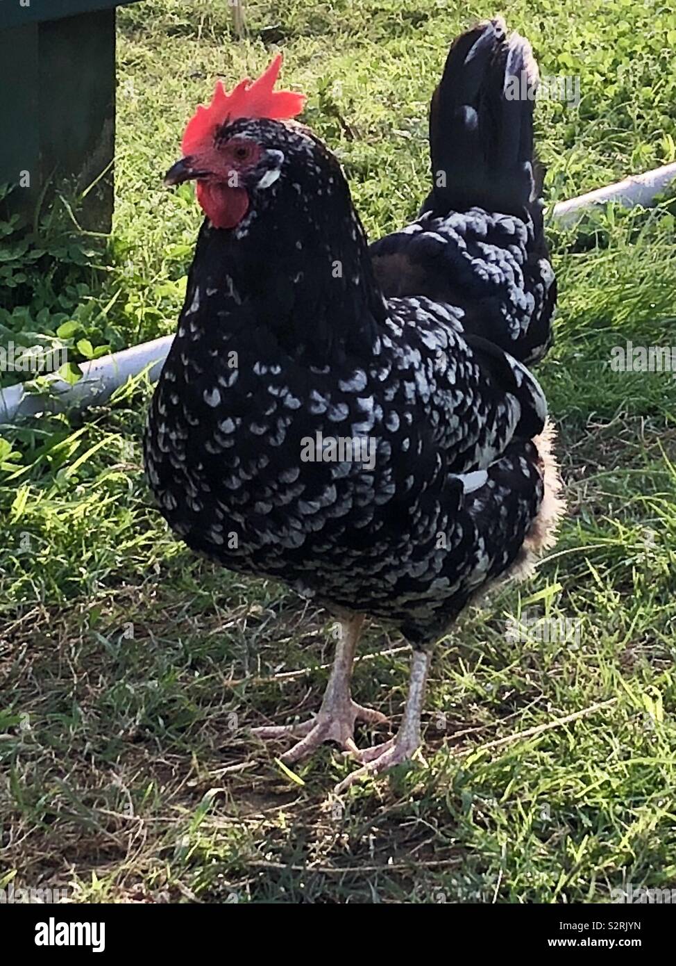 Salt and pepper chicken Stock Photo Alamy