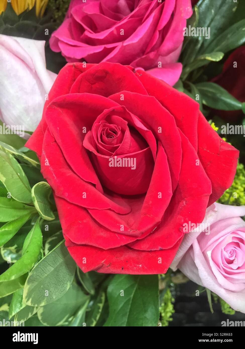 Beautiful bouquet of fresh roses with a big red rose in full bloom in the center. Stock Photo