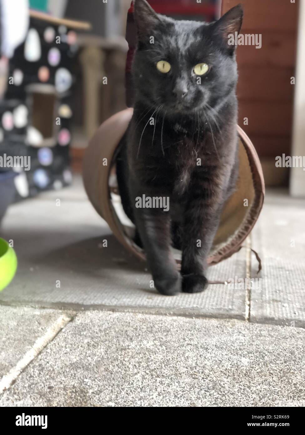 Gorgeous black cat Stock Photo