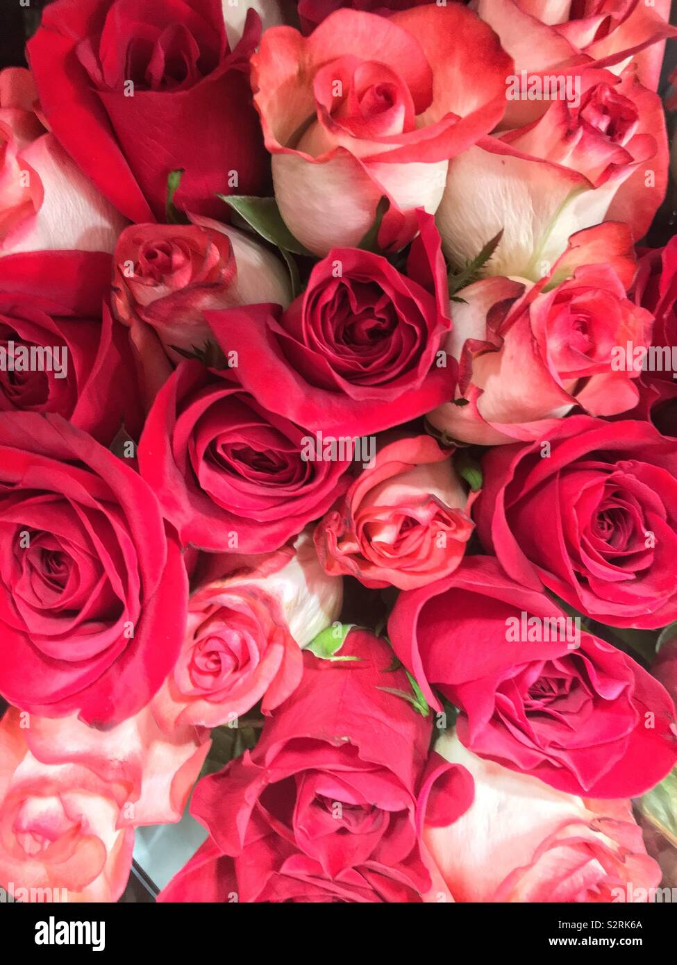 Beautiful bouquet of fresh red and white roses with pink accents. Stock Photo