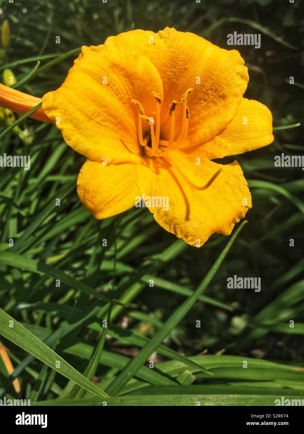 Hemerocallis, Stella D'Oro Reblooming Daylily golden yellow summer blooms. Stock Photo