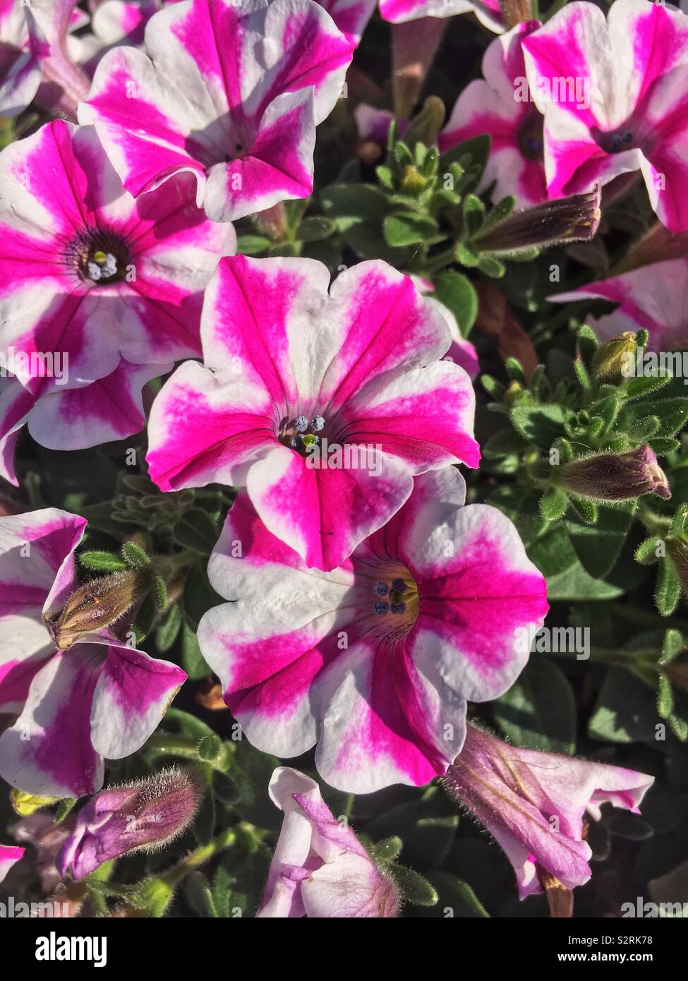 Beautiful white geraniums with pink stripes, aka pelargoniums, and storksbills Stock Photo