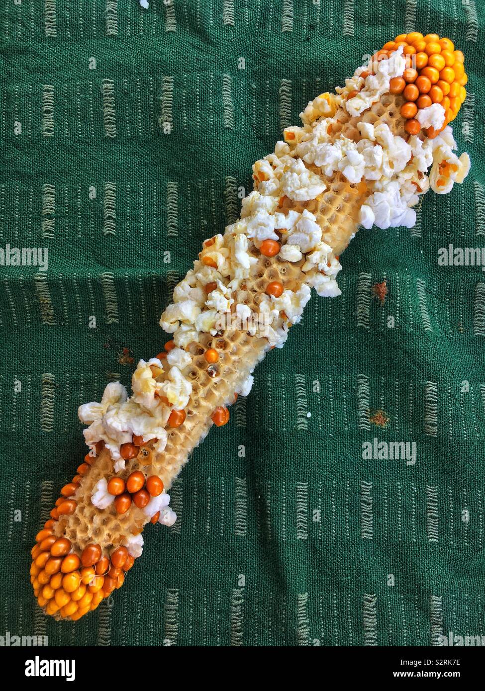 Fresh popped corn on the cob as a healthy and delicious snack Stock