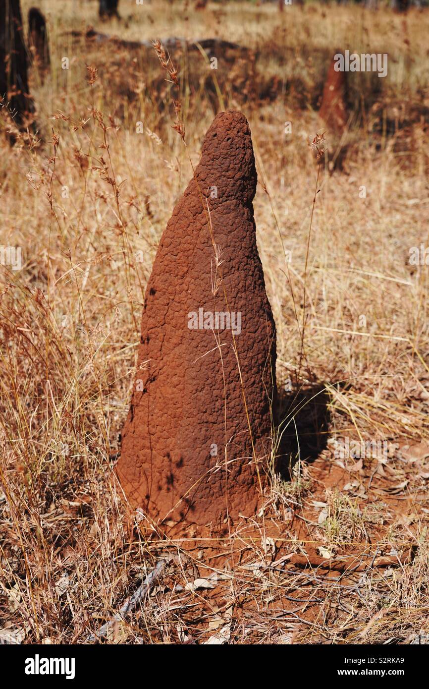 Close up of a termite hill, surrounded bydried up gras. In Australia, Outback. Stock Photo