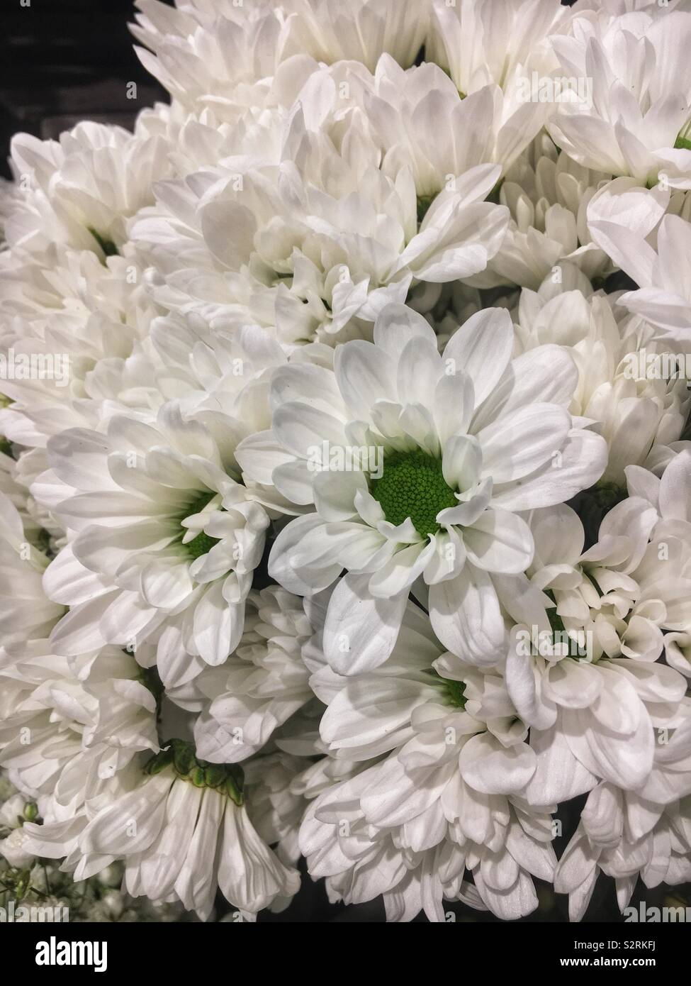 Beautiful bouquet of fresh white daisies in full bloom. Stock Photo