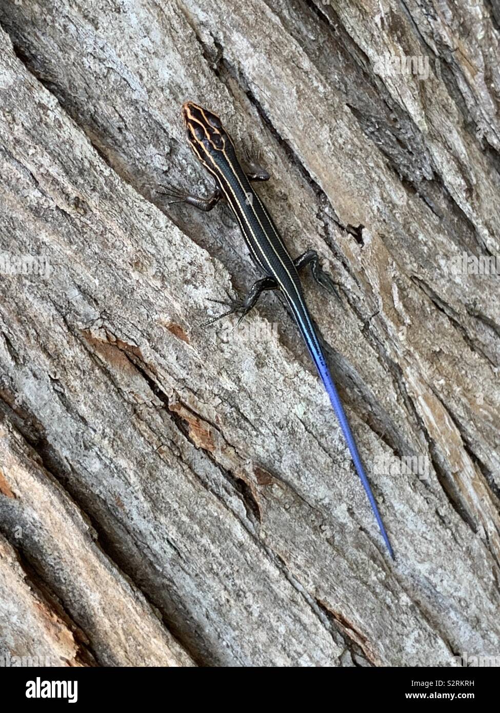 Closeup of blue-tailed skink lizard on tree bark Stock Photo