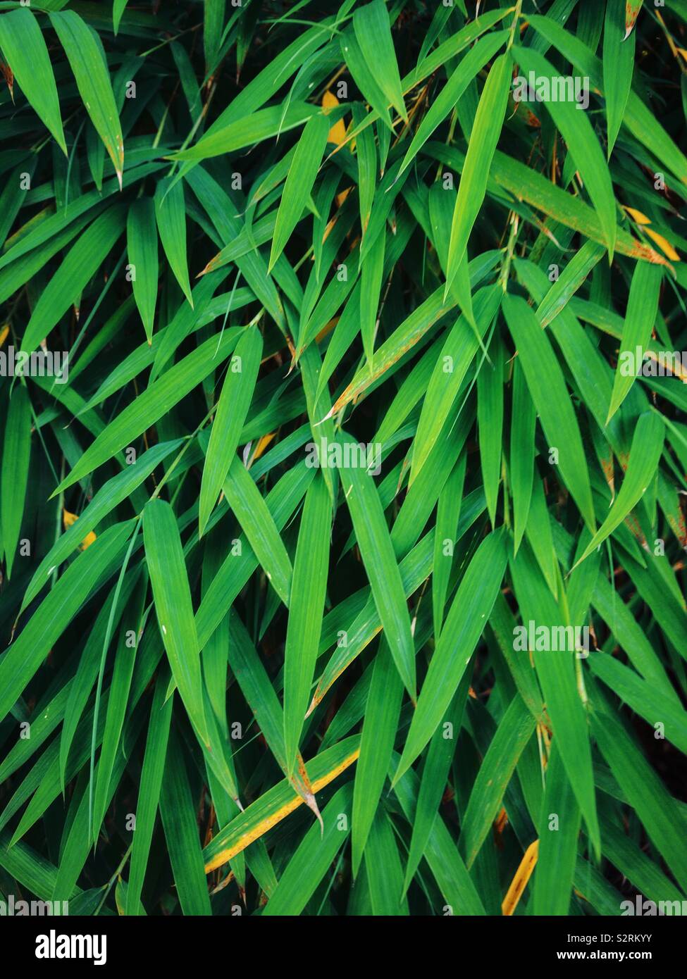 Bamboo Leaves Stock Photo Alamy