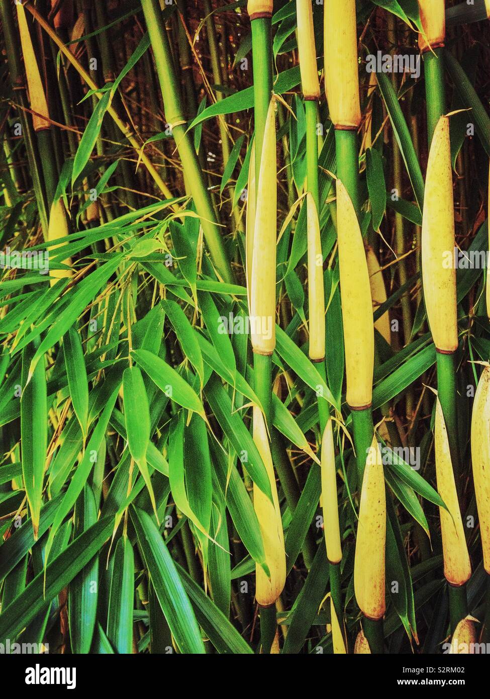 Bamboo stems and leaves Stock Photo Alamy