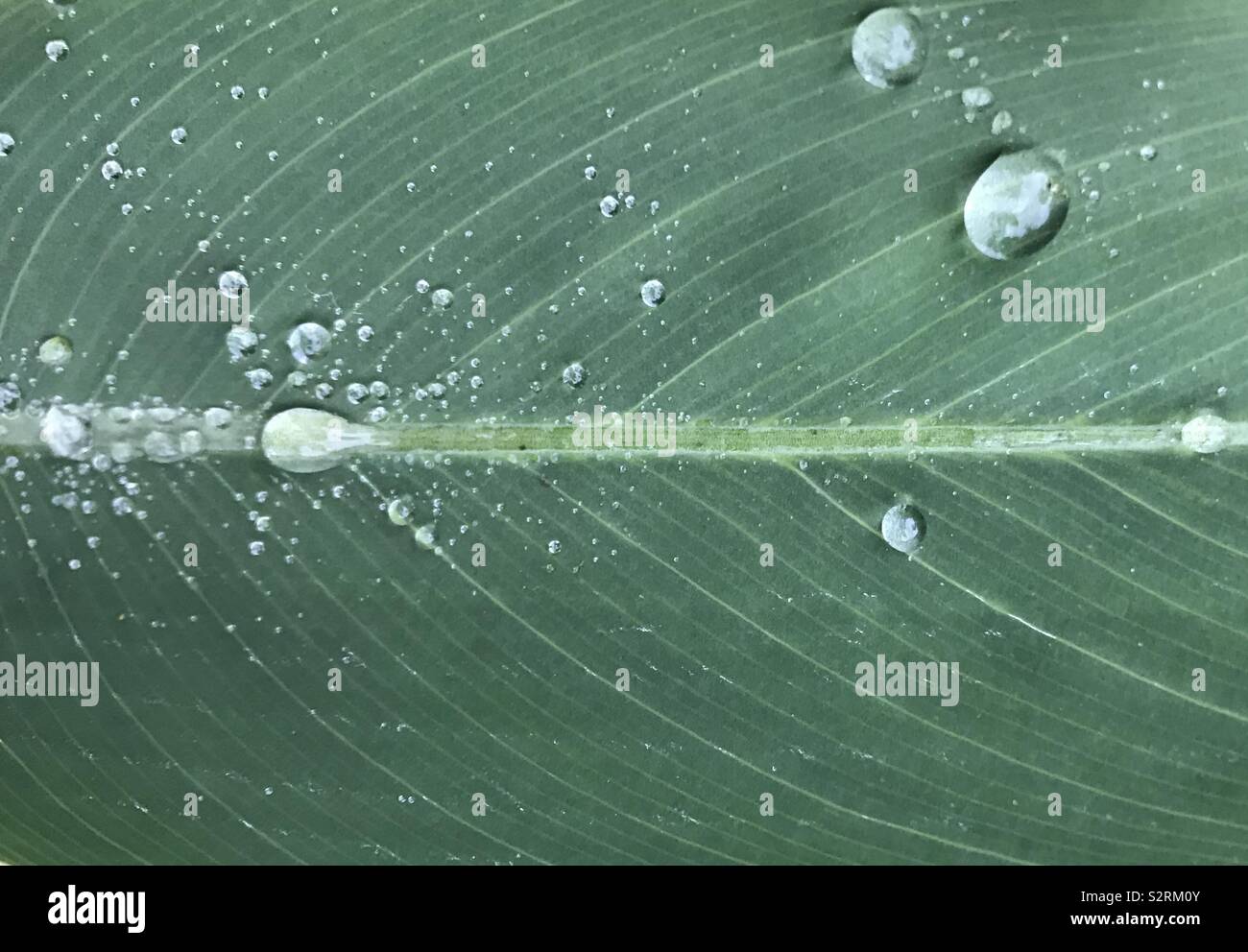 Raindrops on leaf Stock Photo