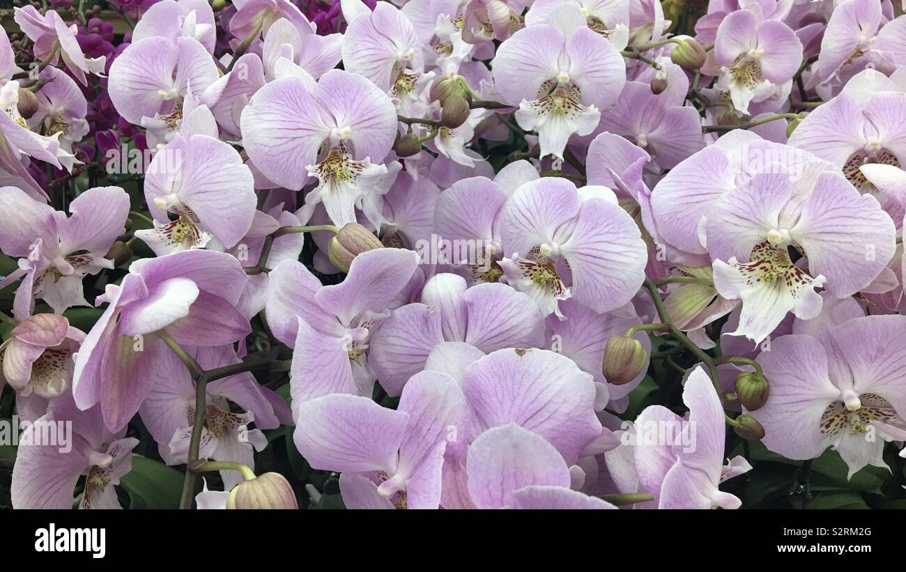 Detail of dozens of beautiful pink flowers - Smartphone Captured Stock Image